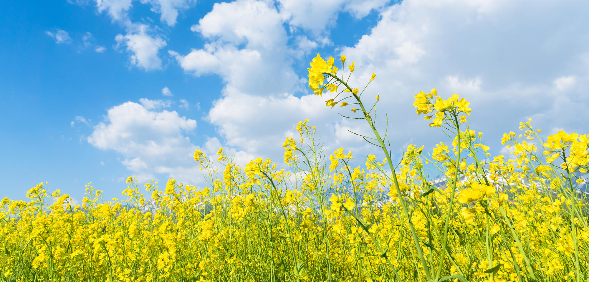 税理士法人　若宮会計